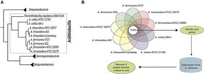 Bioinformatic Analyses of Unique (Orphan) Core Genes of the Genus Acidithiobacillus: Functional Inferences and Use As Molecular Probes for Genomic and Metagenomic/Transcriptomic Interrogation